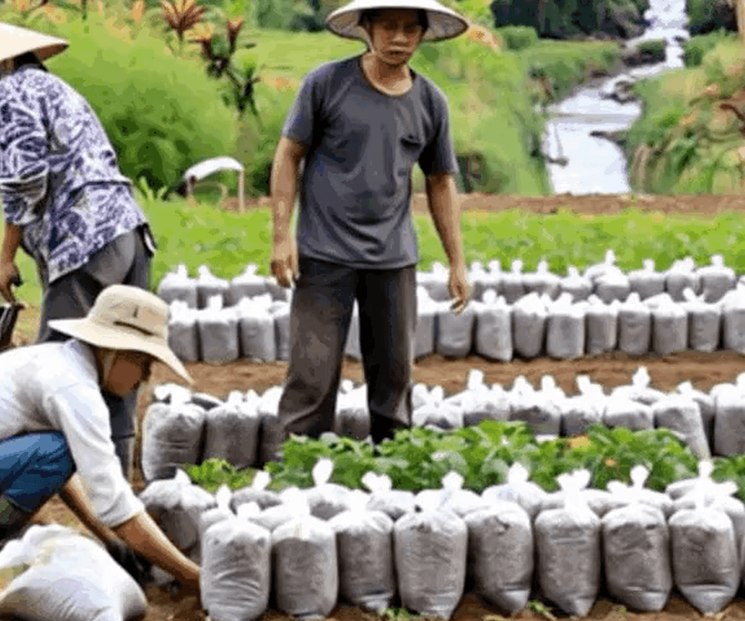 Penjualan Baglog Miselium