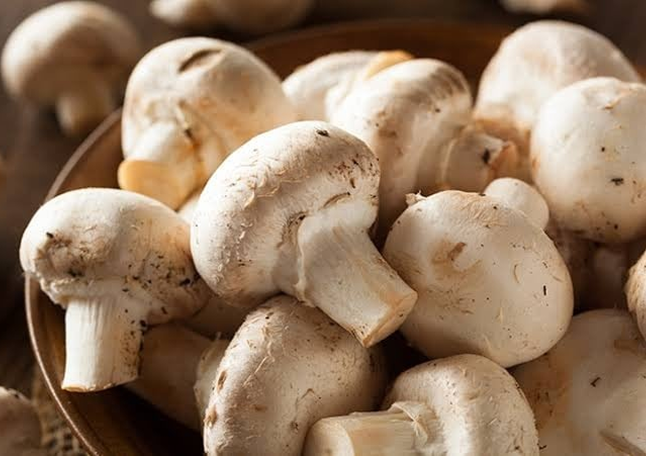 Agaricus bisporus