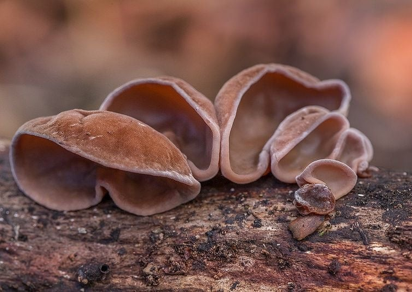 Auricularia auricula-judae