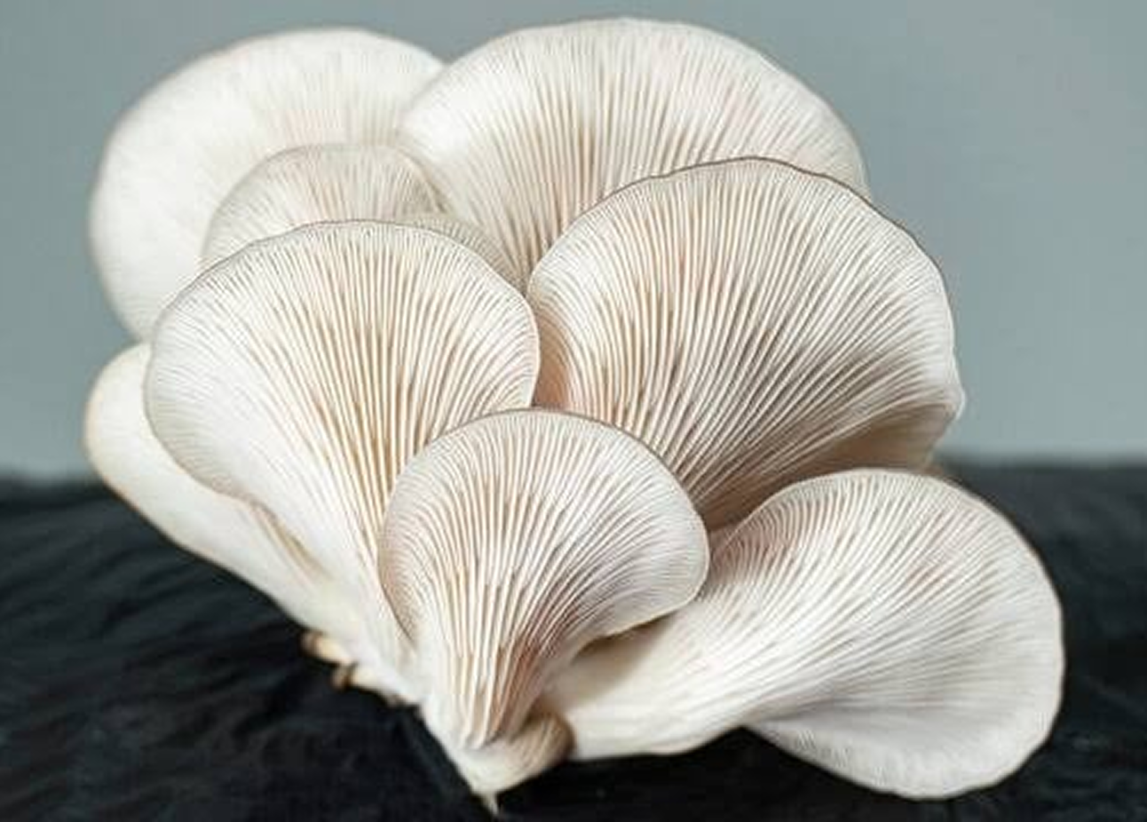 Pleurotus ostreatus